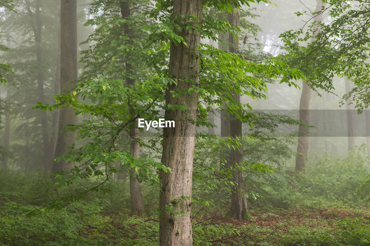 Summer morning landscape of the foggy forest