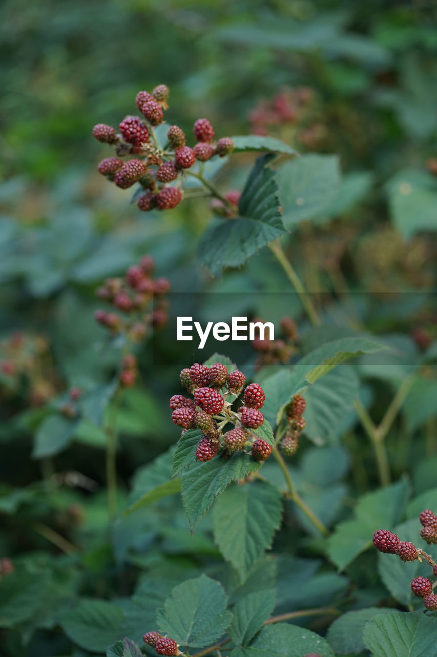 Close up of edible blackberry fruit