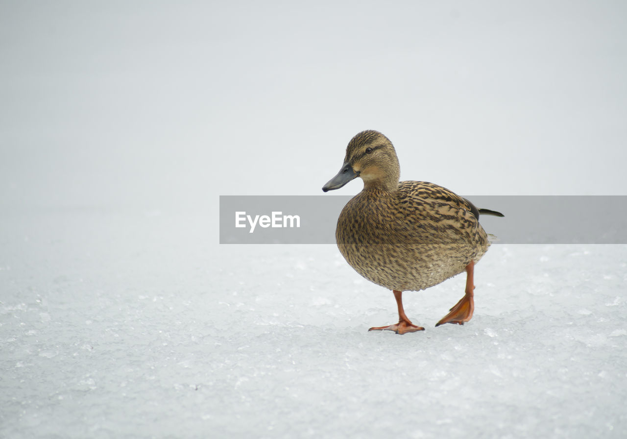 Bird on a snow