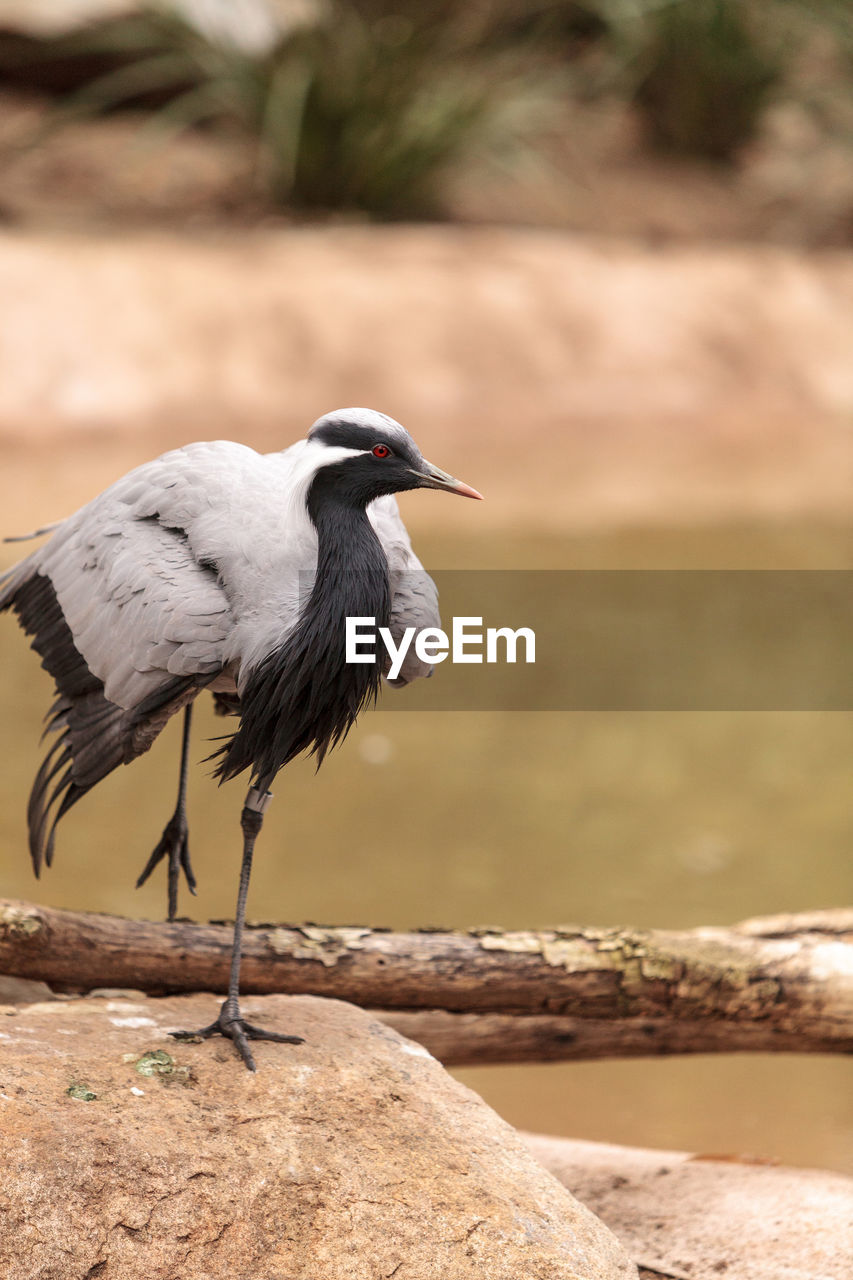 Close-up of bird perching on rock by lake