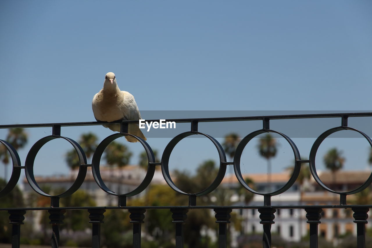 LOW ANGLE VIEW OF SEAGULLS PERCHING ON RAILING AGAINST SKY