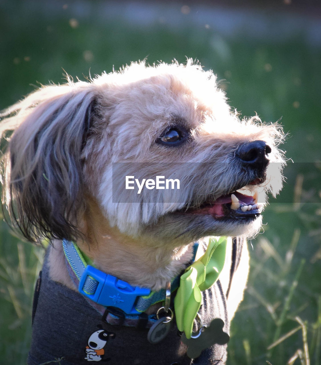 Close-up of pet dog looking away