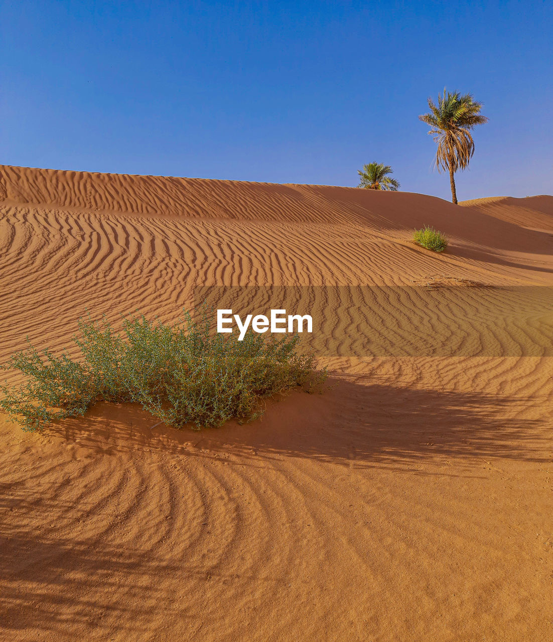 land, landscape, sand, environment, sand dune, erg, desert, scenics - nature, sky, nature, natural environment, climate, plant, beauty in nature, arid climate, grassland, clear sky, tropical climate, no people, dry, tranquility, blue, tree, travel, soil, singing sand, outdoors, day, travel destinations, non-urban scene, plain, dune, sunlight, sunny, accidents and disasters, palm tree, heat, horizon, tranquil scene, agriculture, horizon over land, pattern, tourism, animal wildlife, hill, drought, wadi, field, rural scene, semi-arid