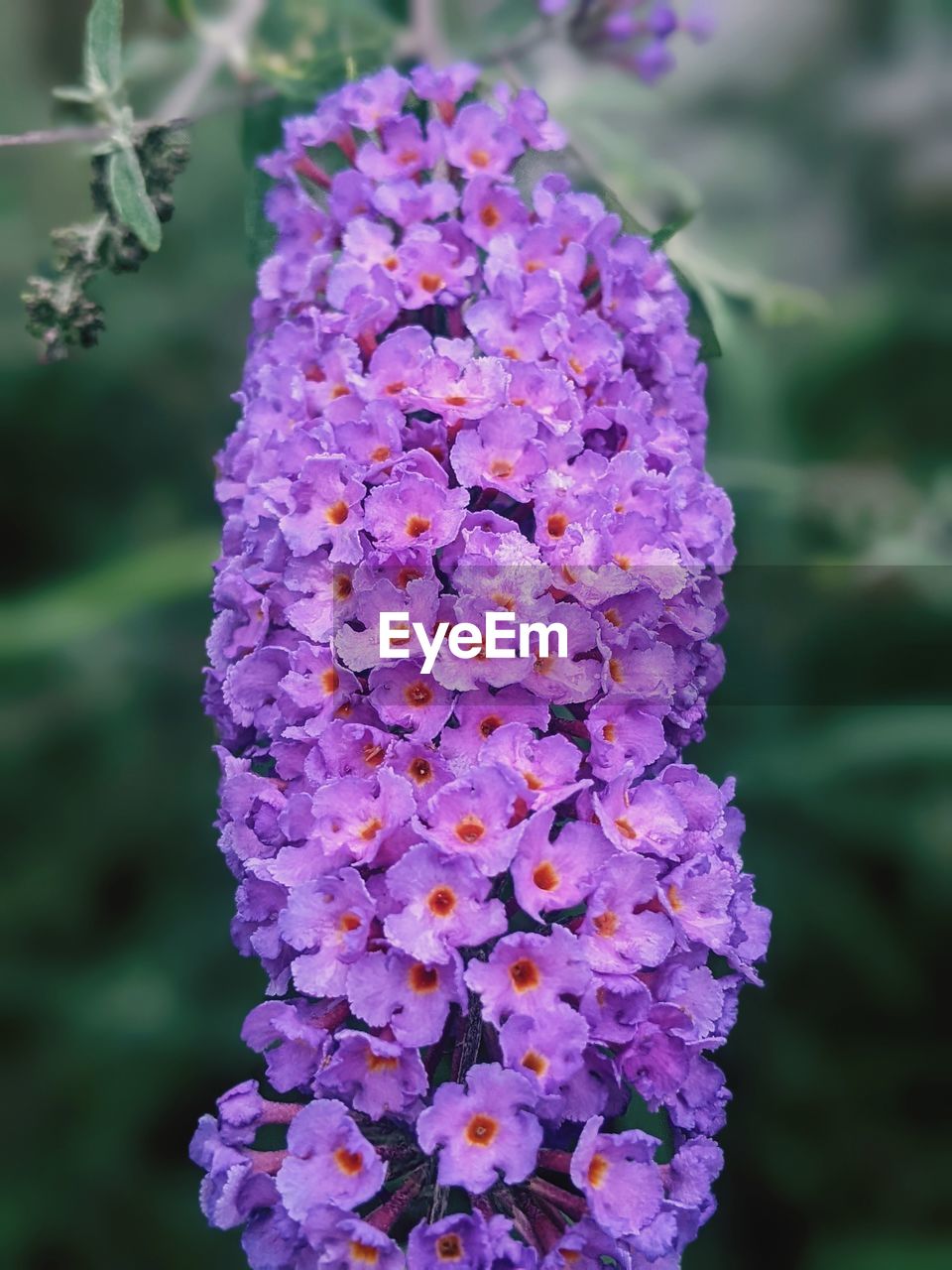 flower, flowering plant, plant, purple, beauty in nature, freshness, close-up, fragility, nature, growth, inflorescence, petal, flower head, focus on foreground, lilac, no people, outdoors, springtime, blossom, wildflower, day, botany, pink