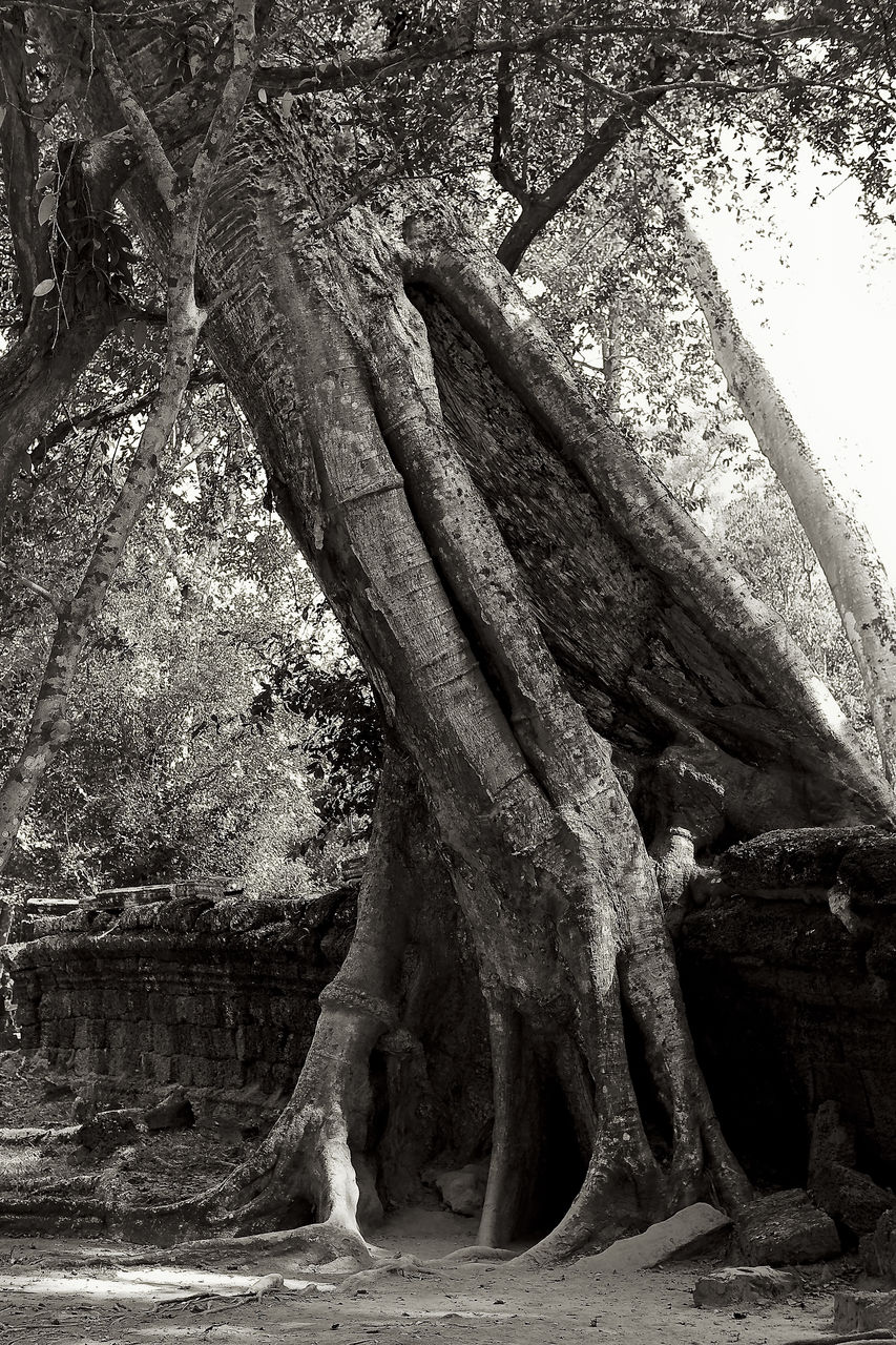 LOW ANGLE VIEW OF ROOTS OF TREE