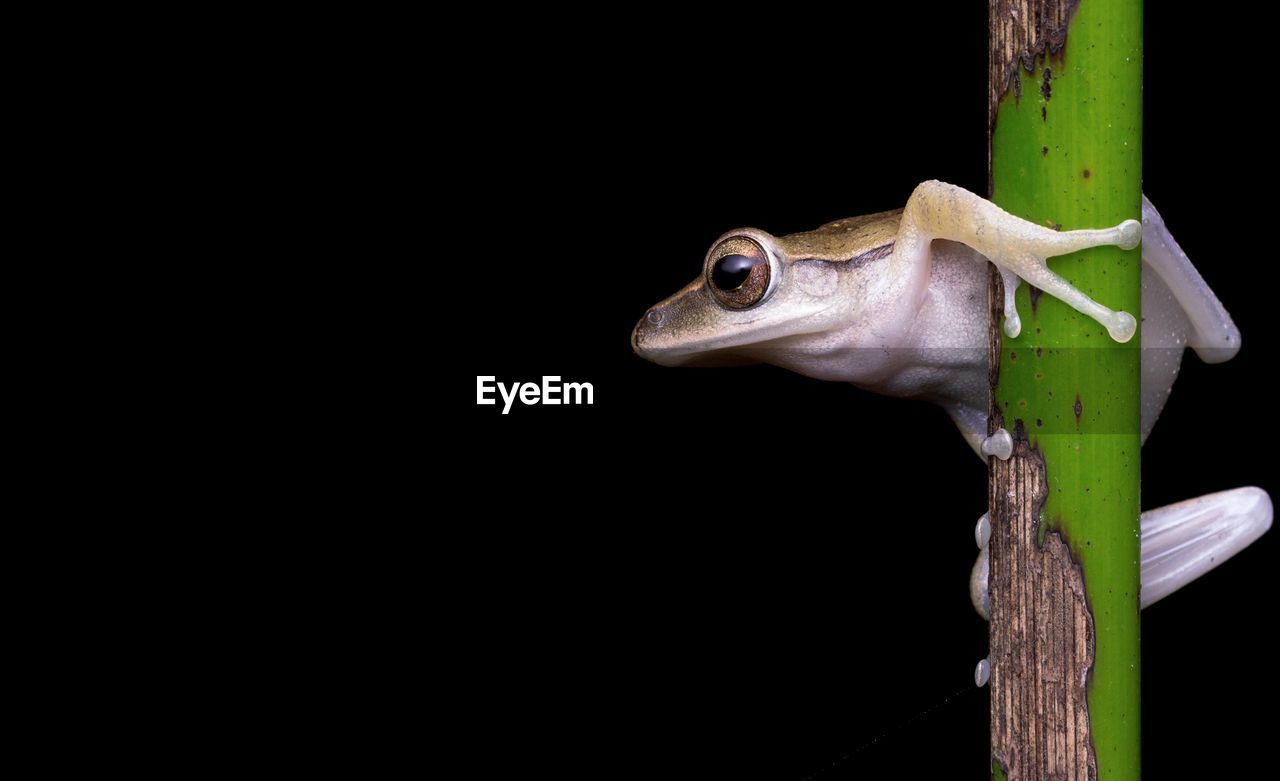 Close-up of frog on black background