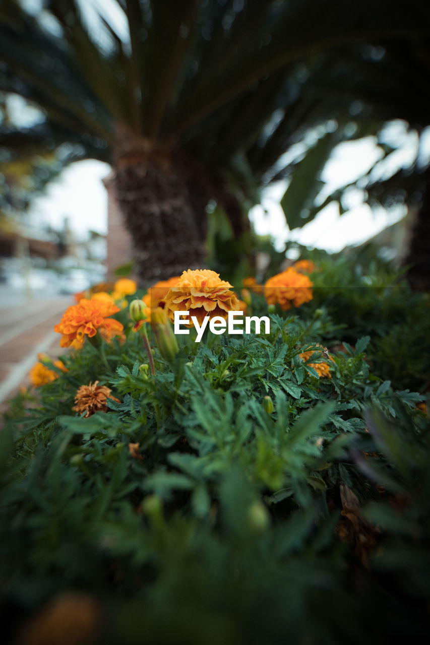 Close-up of orange flowering plant