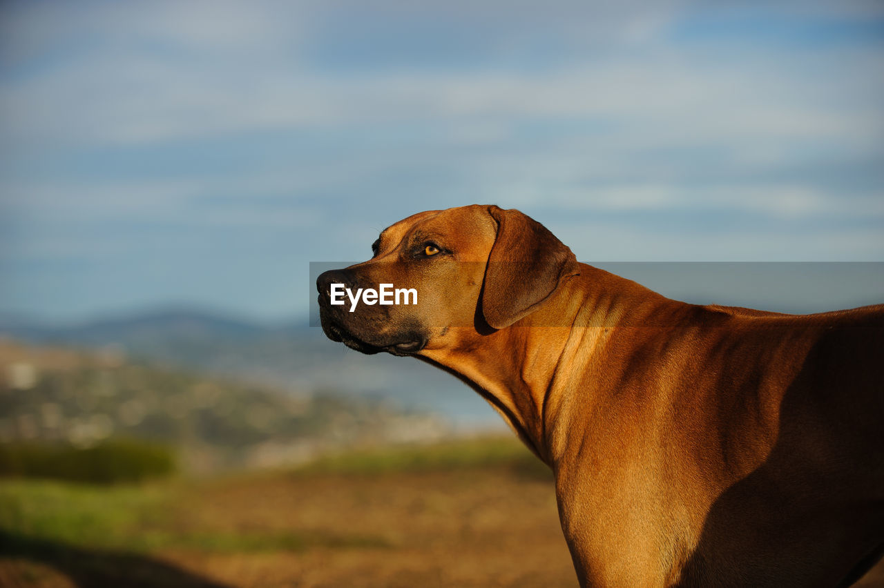 Dog standing on field against sky