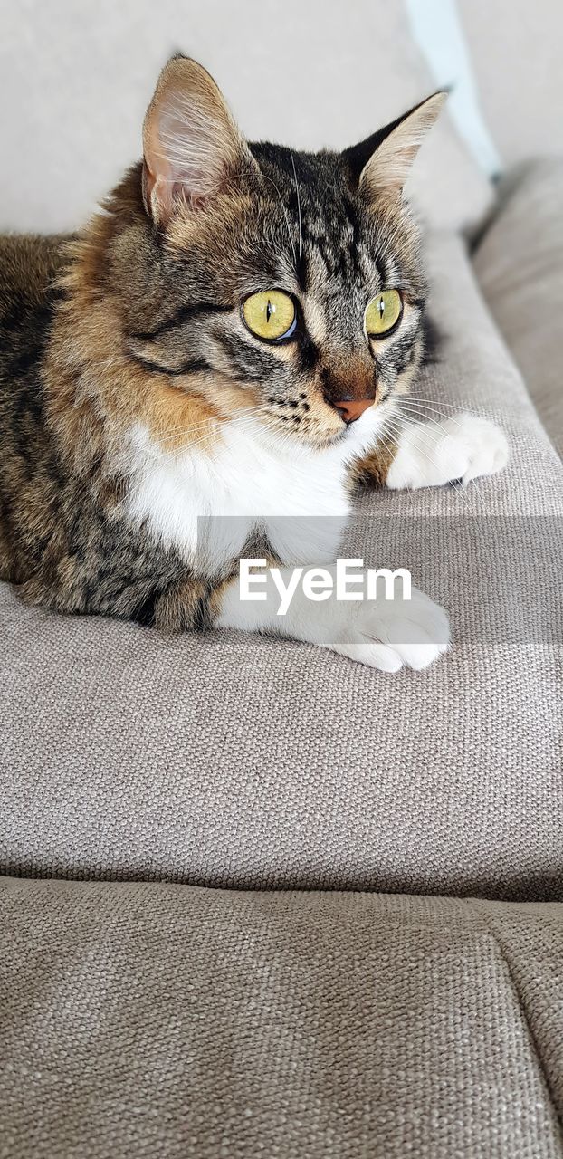 CLOSE-UP PORTRAIT OF A CAT ON SOFA