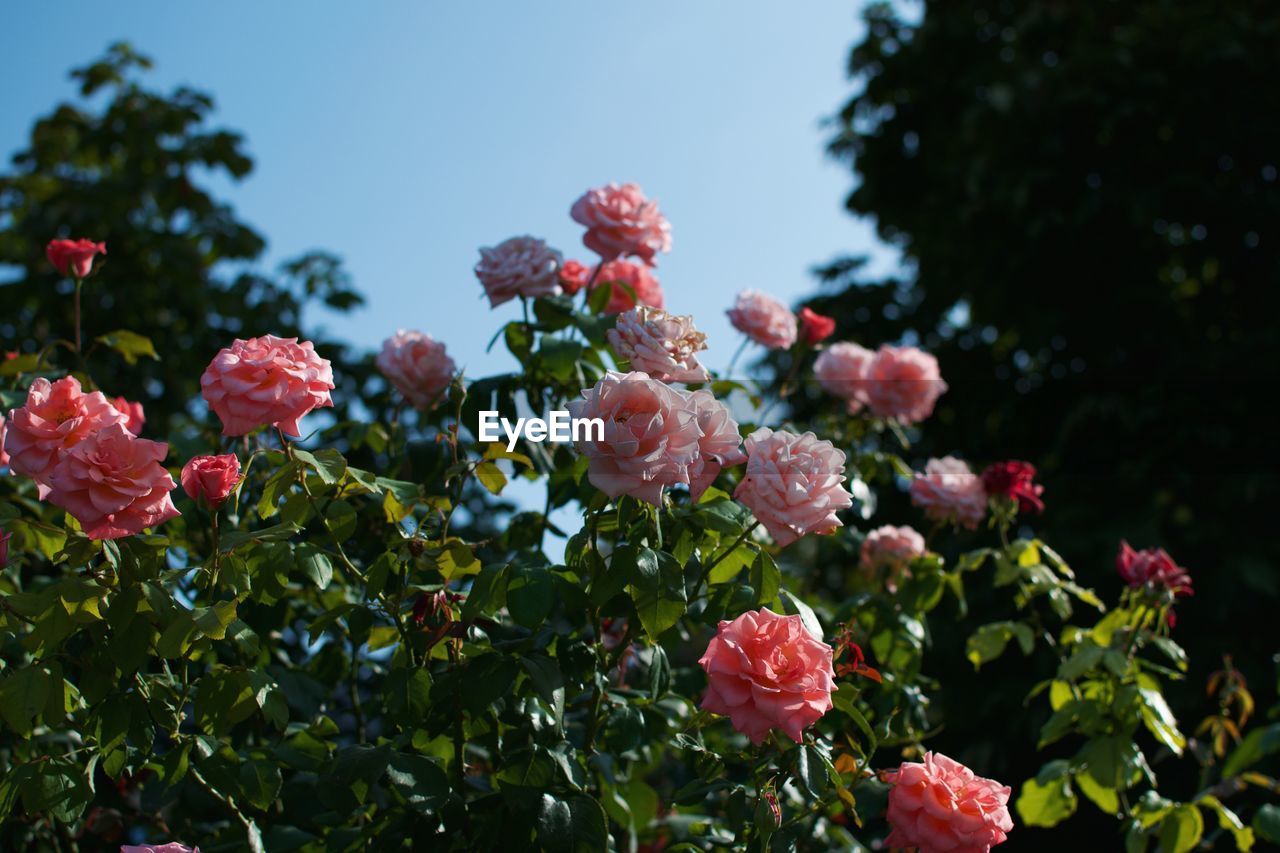Close-up of pink flowers blooming on tree