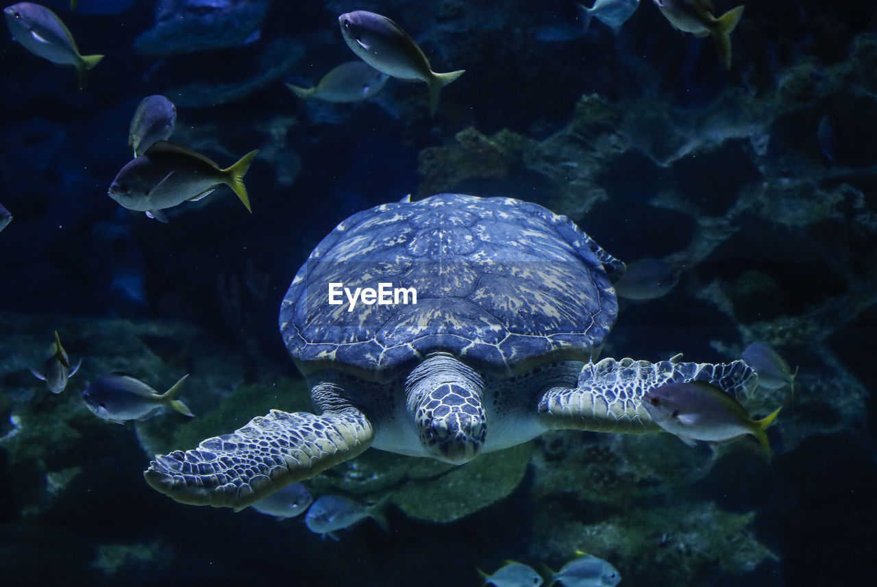 A sea turtle swims in an indoor aquarium.