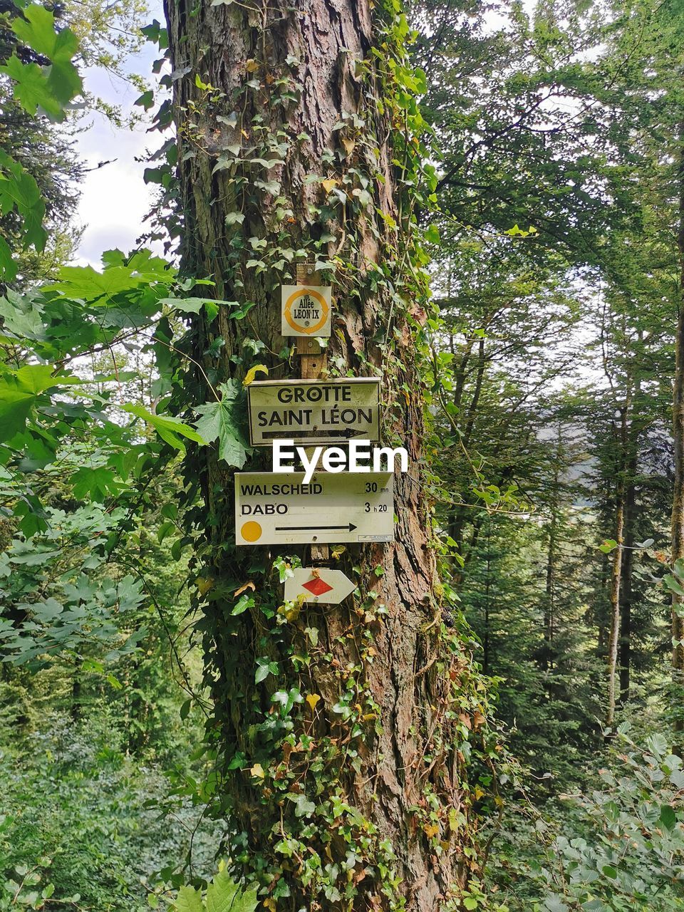 plant, tree, growth, trail, text, nature, communication, green, sign, tree trunk, forest, trunk, land, day, no people, western script, woodland, information sign, outdoors, guidance, natural environment, arrow symbol, beauty in nature, directional sign, tranquility, script, non-western script, foliage, lush foliage, branch