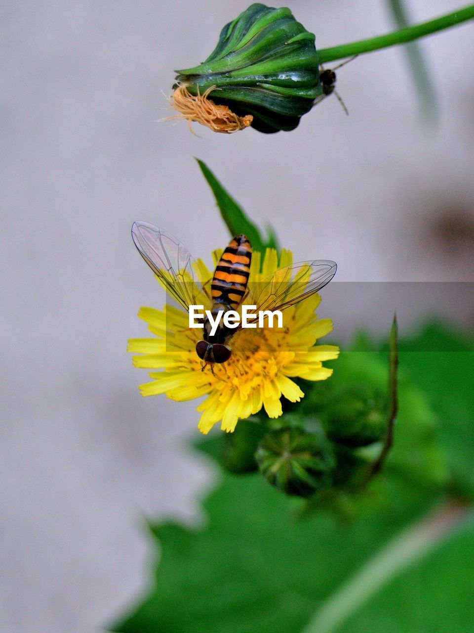 Close-up of bee pollinating on yellow flower