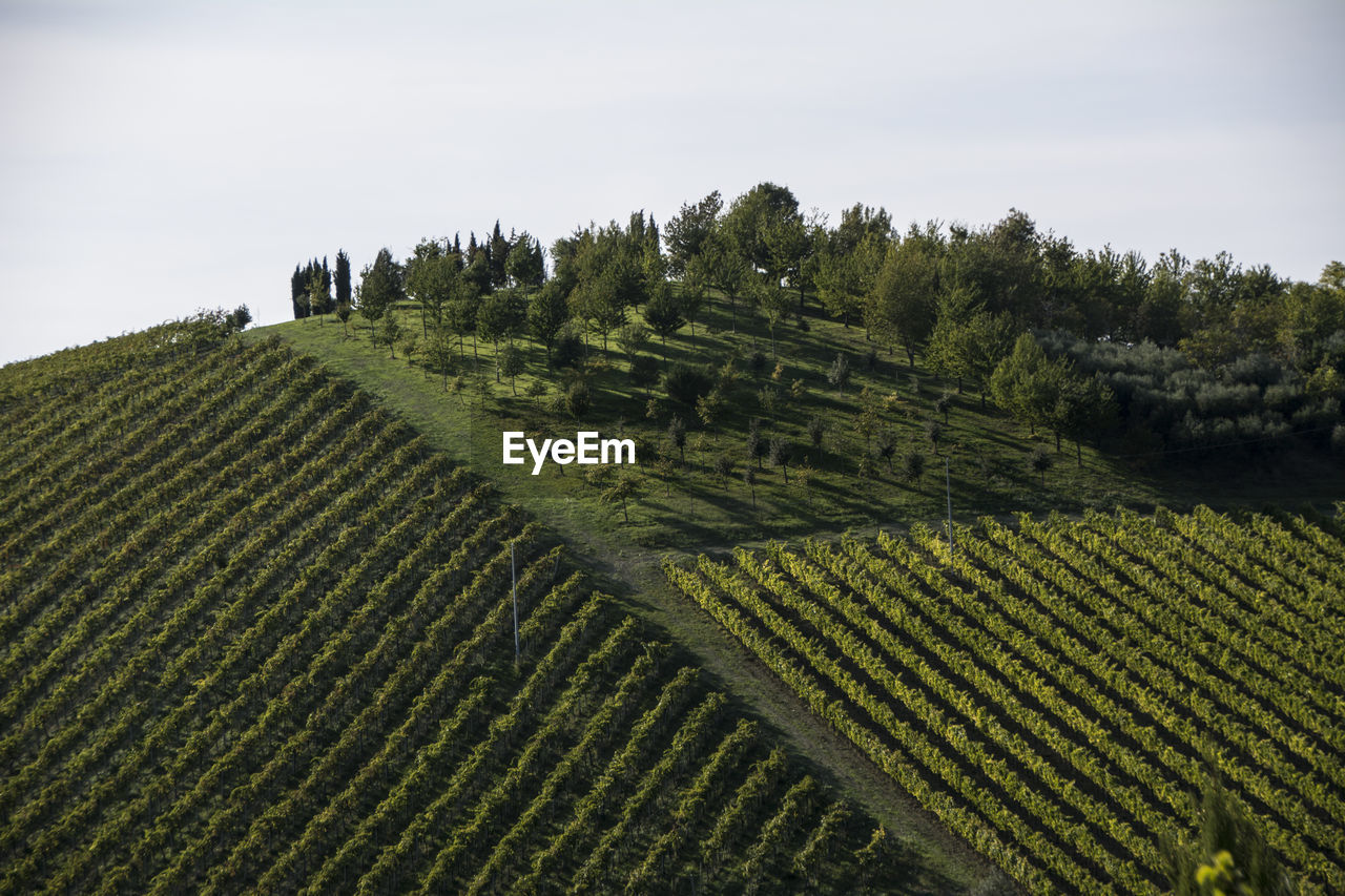 SCENIC VIEW OF AGRICULTURAL FIELD