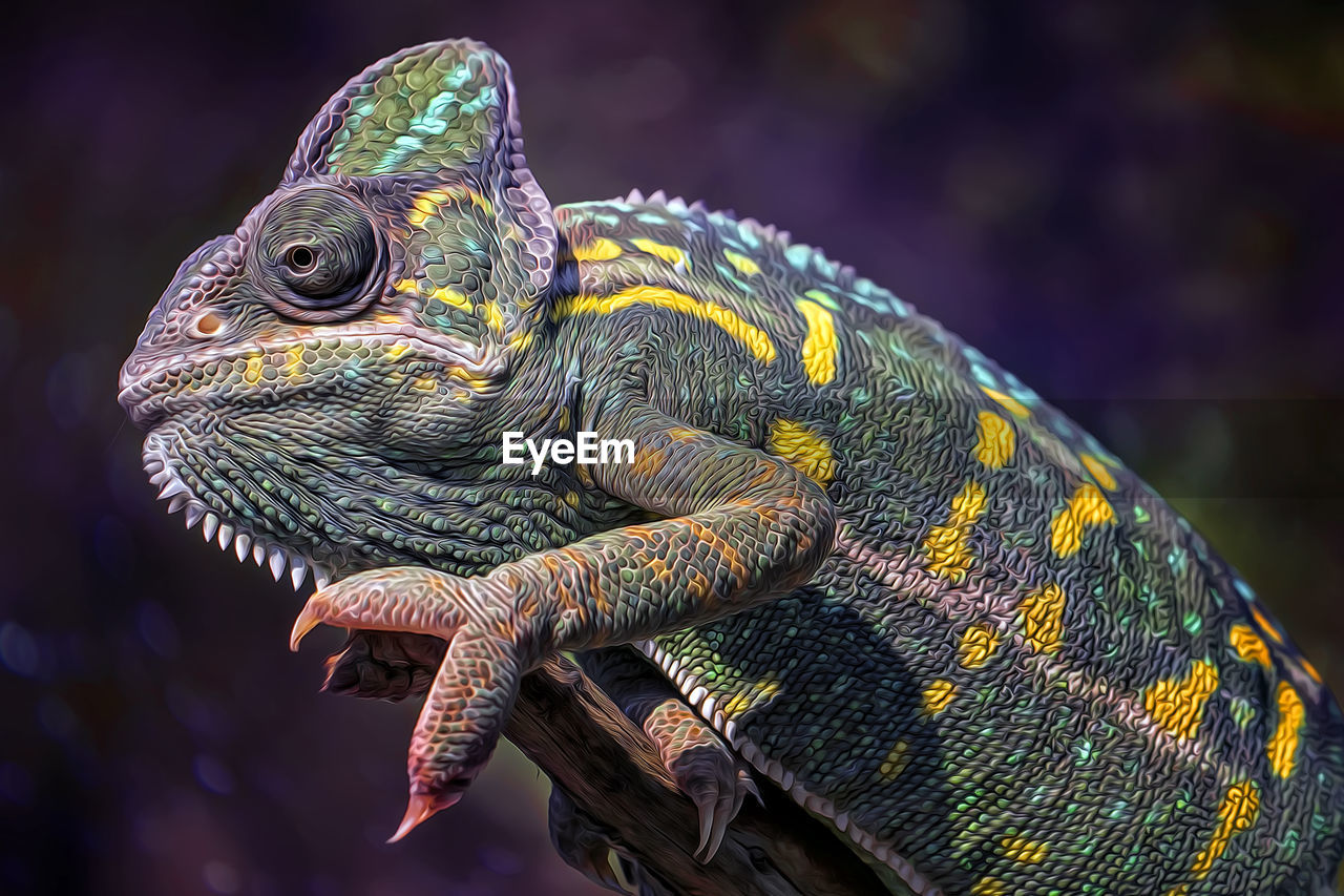 Close-up of a chameleon on branch