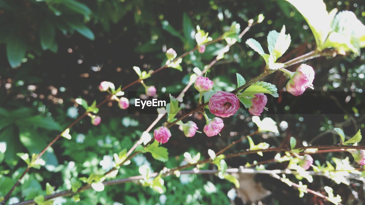 Close-up of pink flowering plant