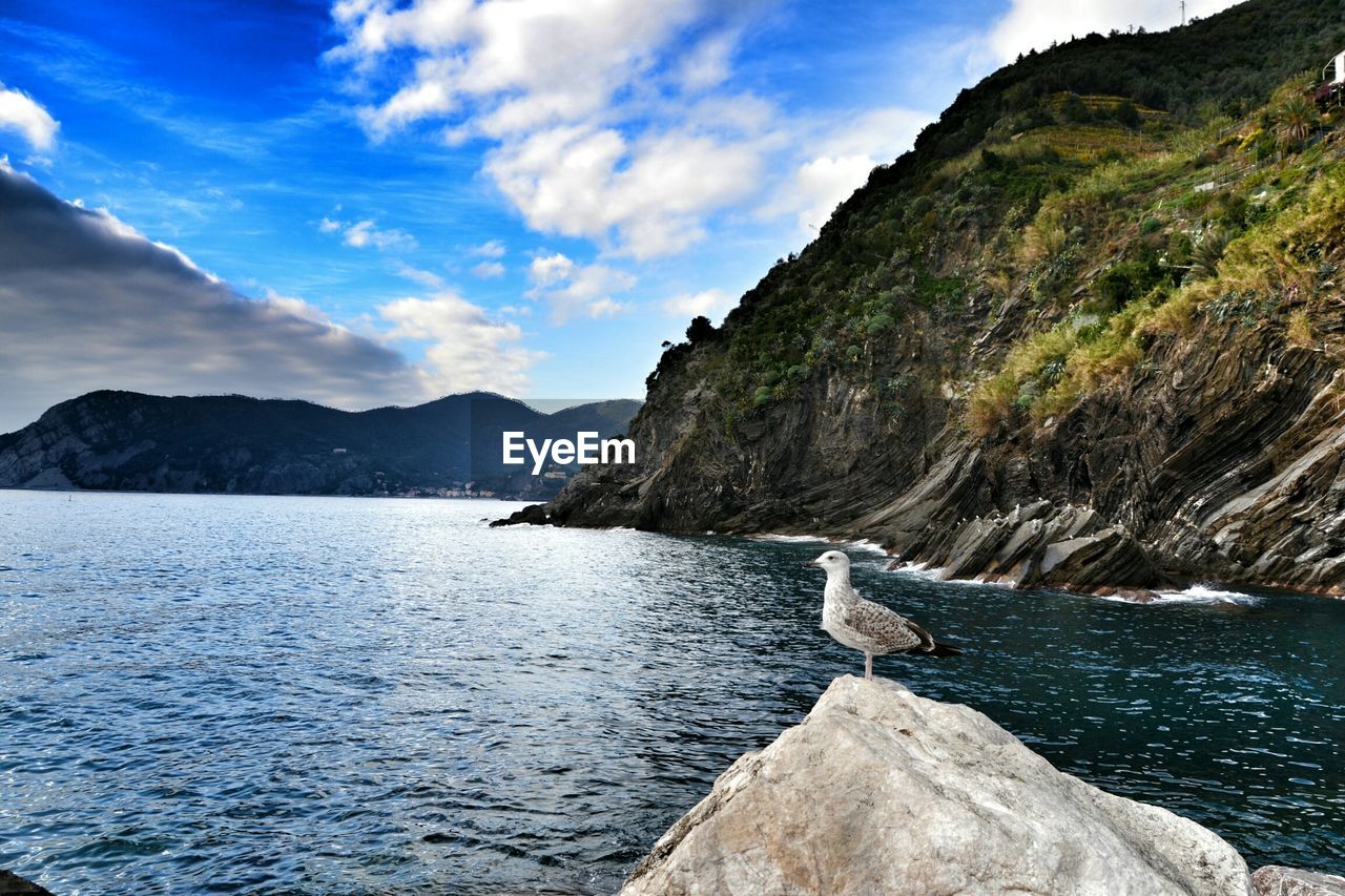 Seagull perching on rock by sea against sky