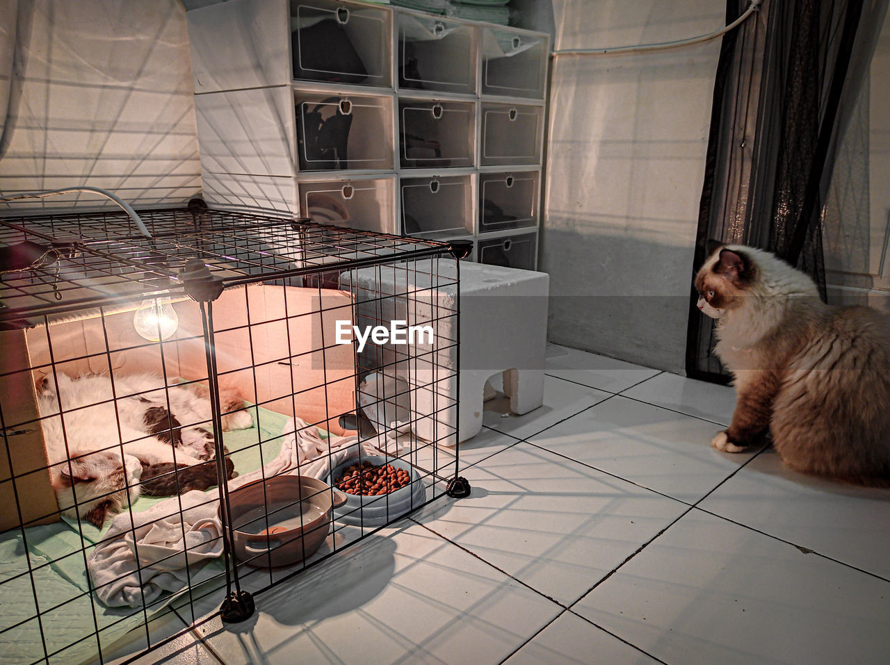 Close-up of cat sitting in cage