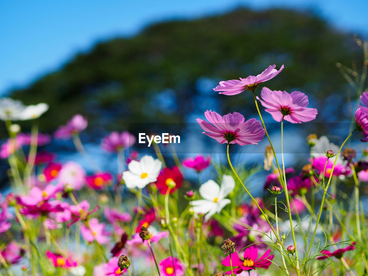 Close-up of pink flowers growing in park