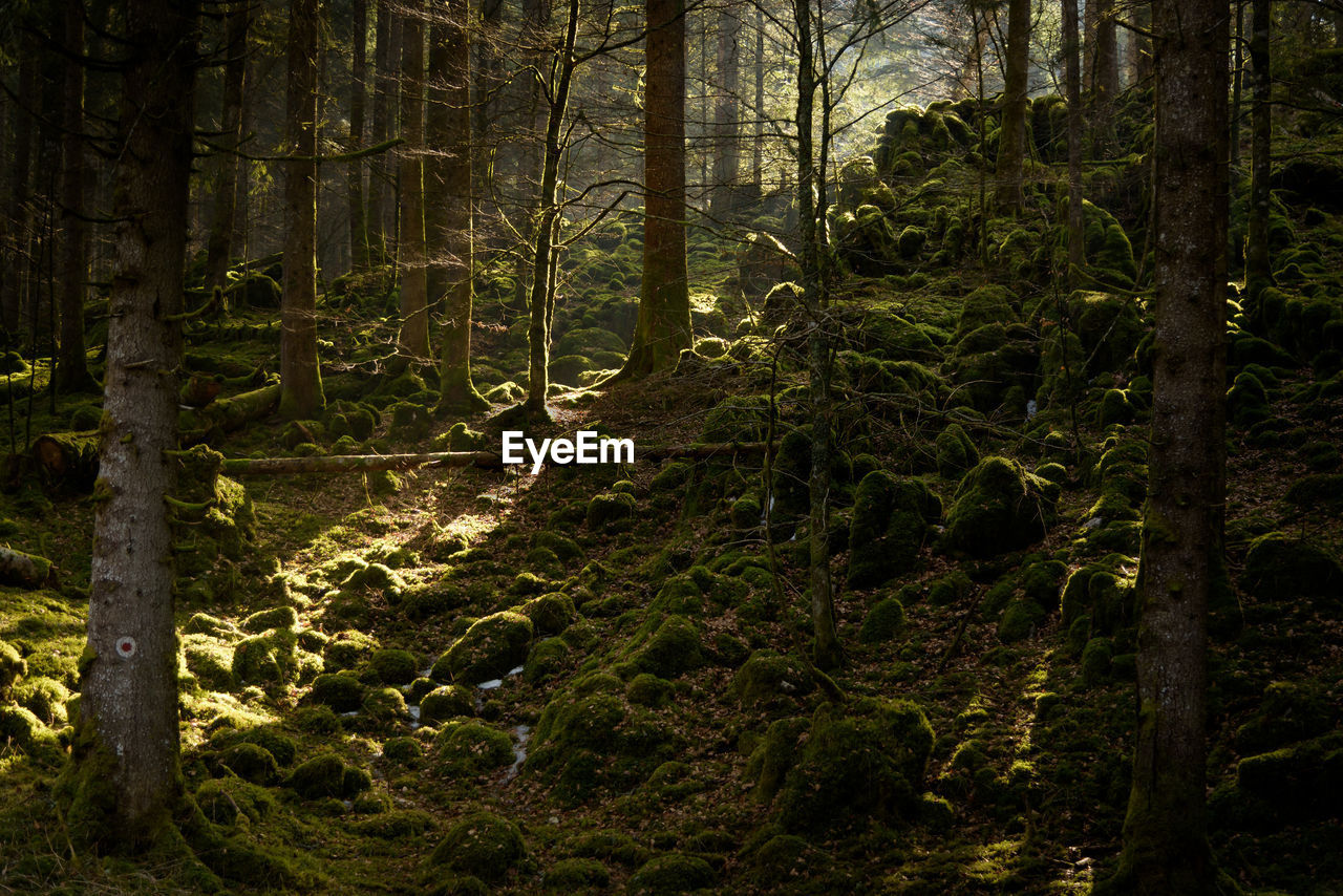 VIEW OF TREES IN FOREST