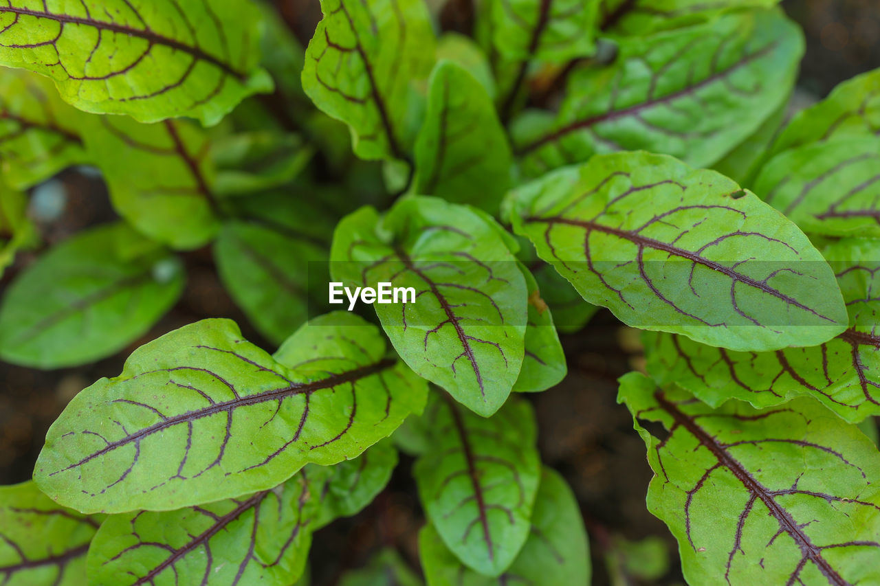 Rumex sanguineus. close up of red sorrel plant.