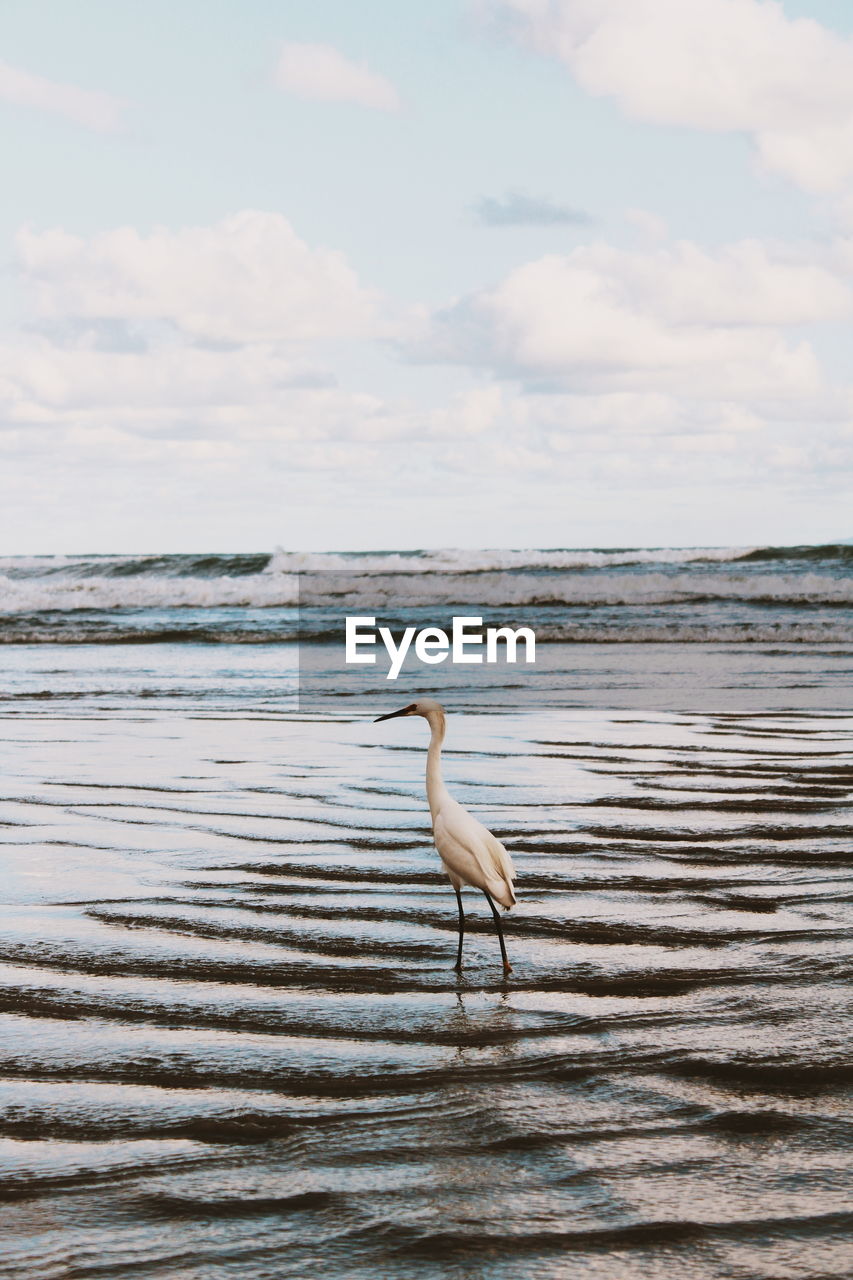 View of a coastal bird on beach