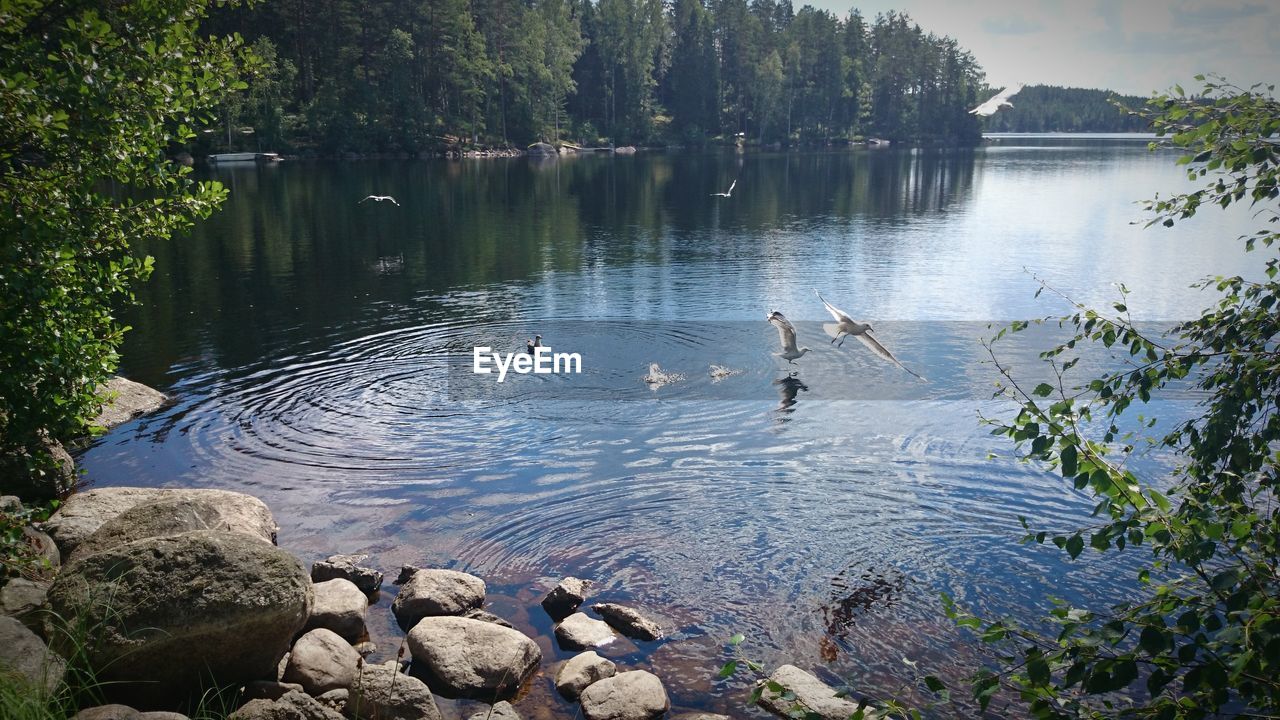SWAN FLOATING ON LAKE
