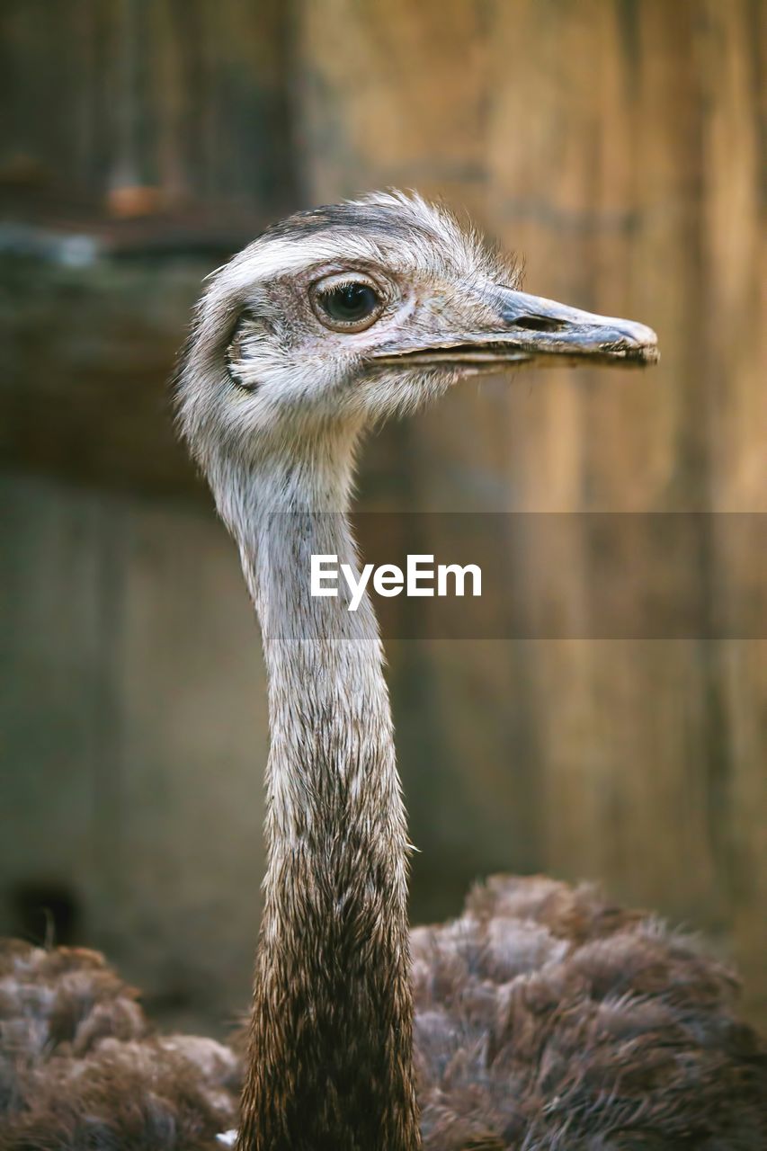 Ostrich in zoo