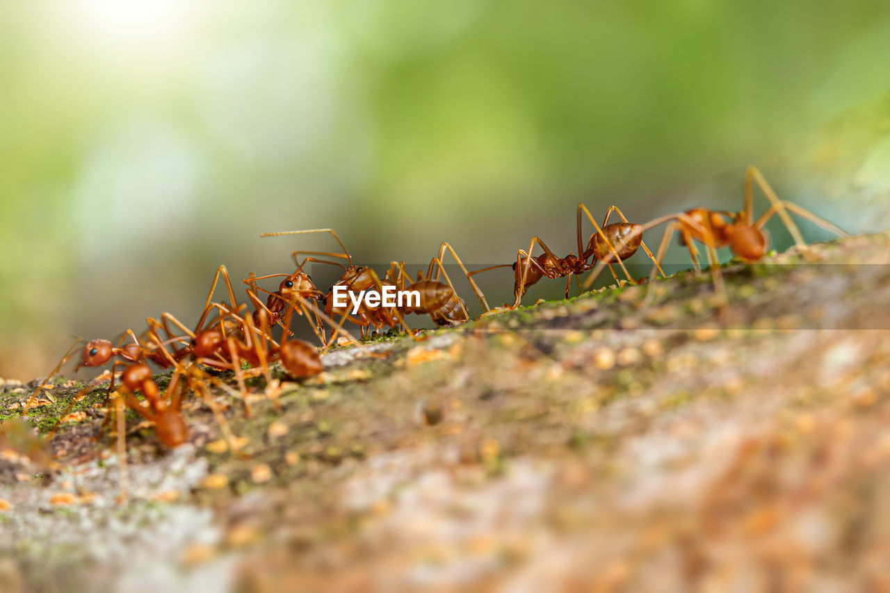 Fire ant on branch in nature ,selection focus only on some points in the image.