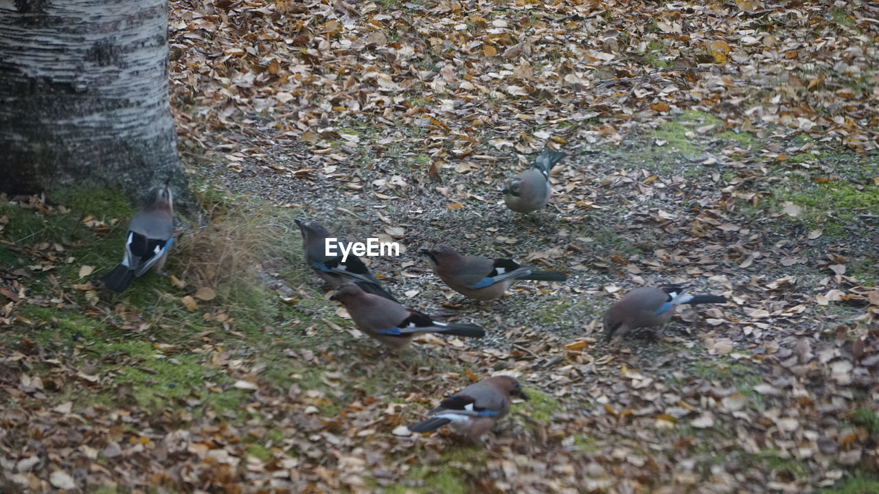 HIGH ANGLE VIEW OF BIRD ON LAND