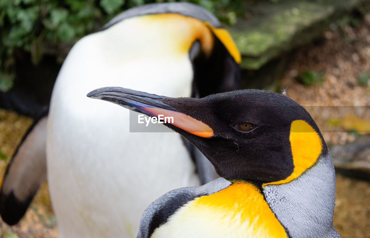 Close-up of a penguin