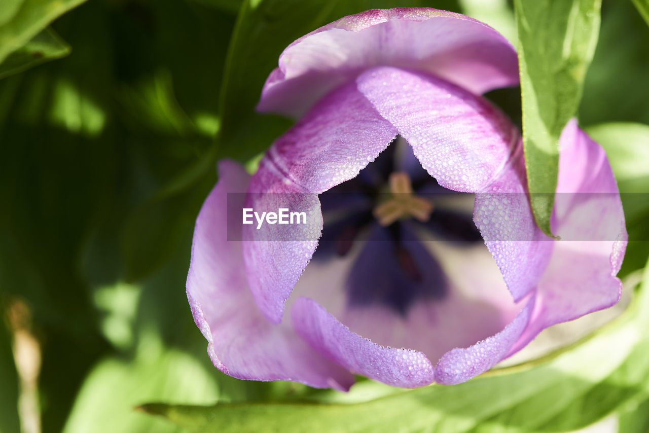 Close-up of flower blooming outdoors