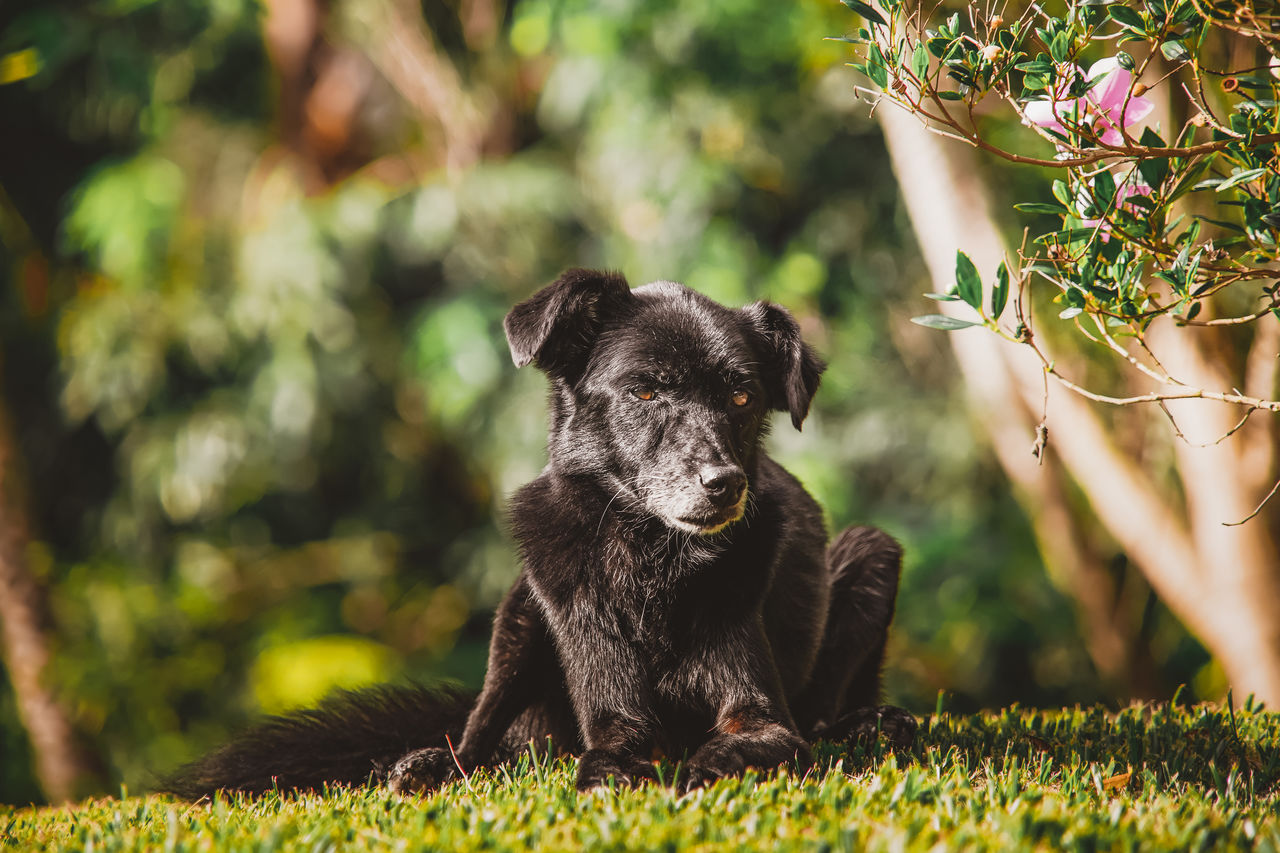 PORTRAIT OF A DOG SITTING OUTDOORS