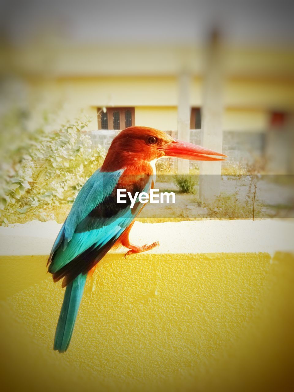 CLOSE-UP OF BIRD PERCHING ON GROUND