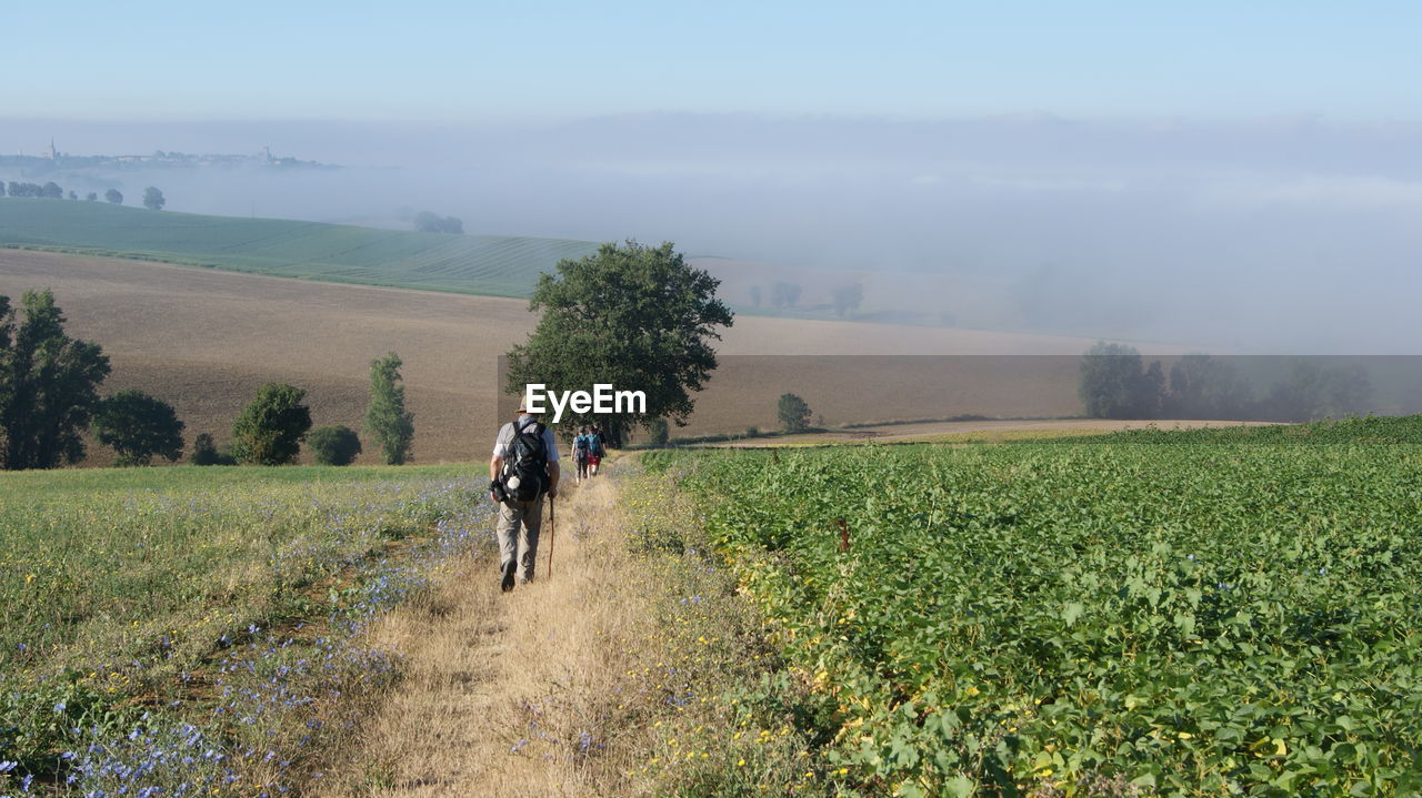 Rear view of people walking on agricultural field