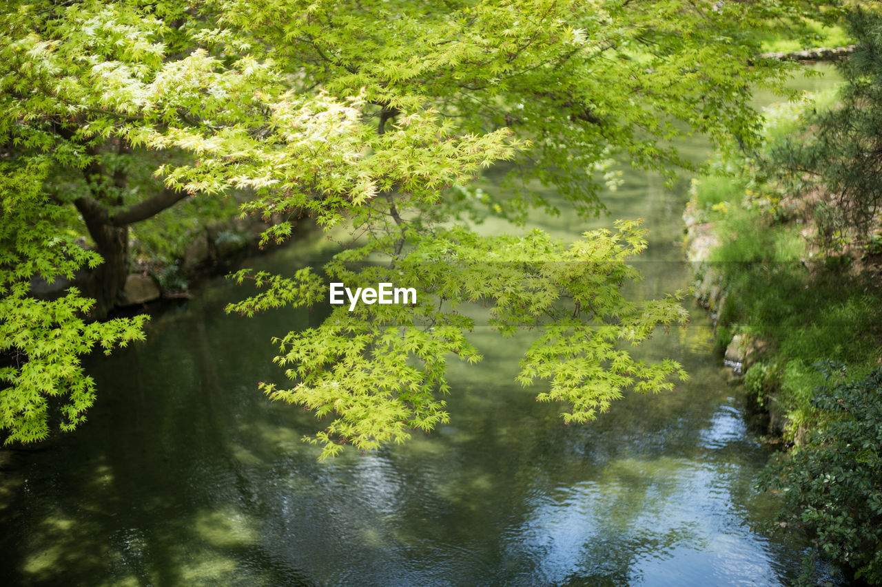 REFLECTION OF TREES IN LAKE