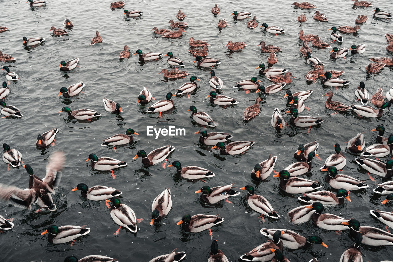 High angle view of birds swimming in sea. ducks