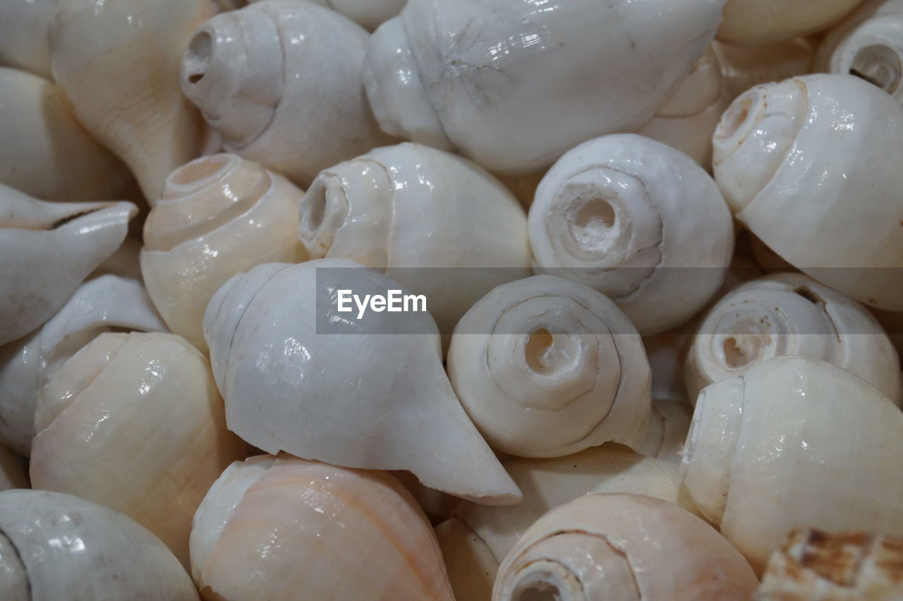 Full frame shot of white seashells
