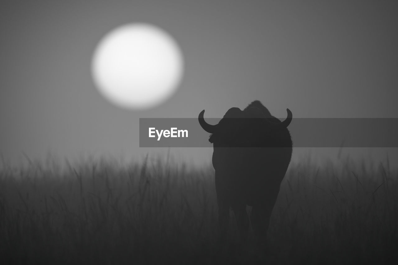 Mono buffalo walks towards sunrise in grass