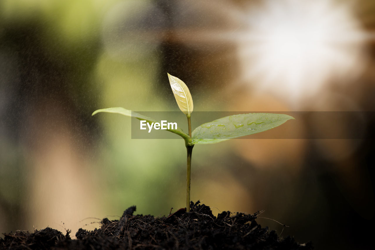 CLOSE-UP OF GREEN PLANT GROWING OUTDOORS