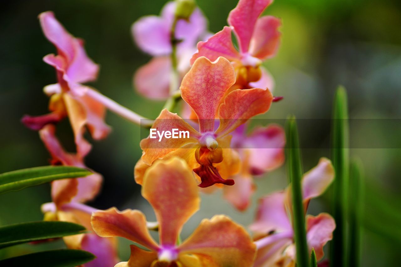 CLOSE-UP OF PINK FLOWERS