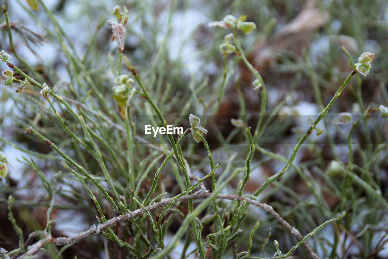 Close-up of flowering plants on land