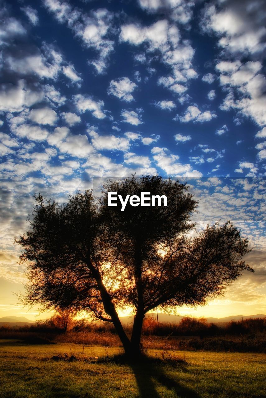 SILHOUETTE TREES ON FIELD AGAINST SKY AT SUNSET