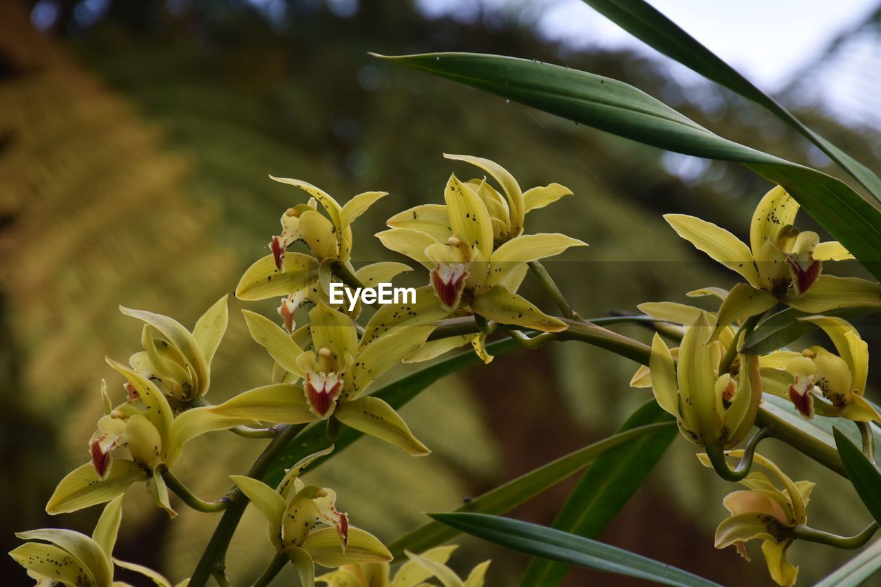 Close-up of yellow flowering plant