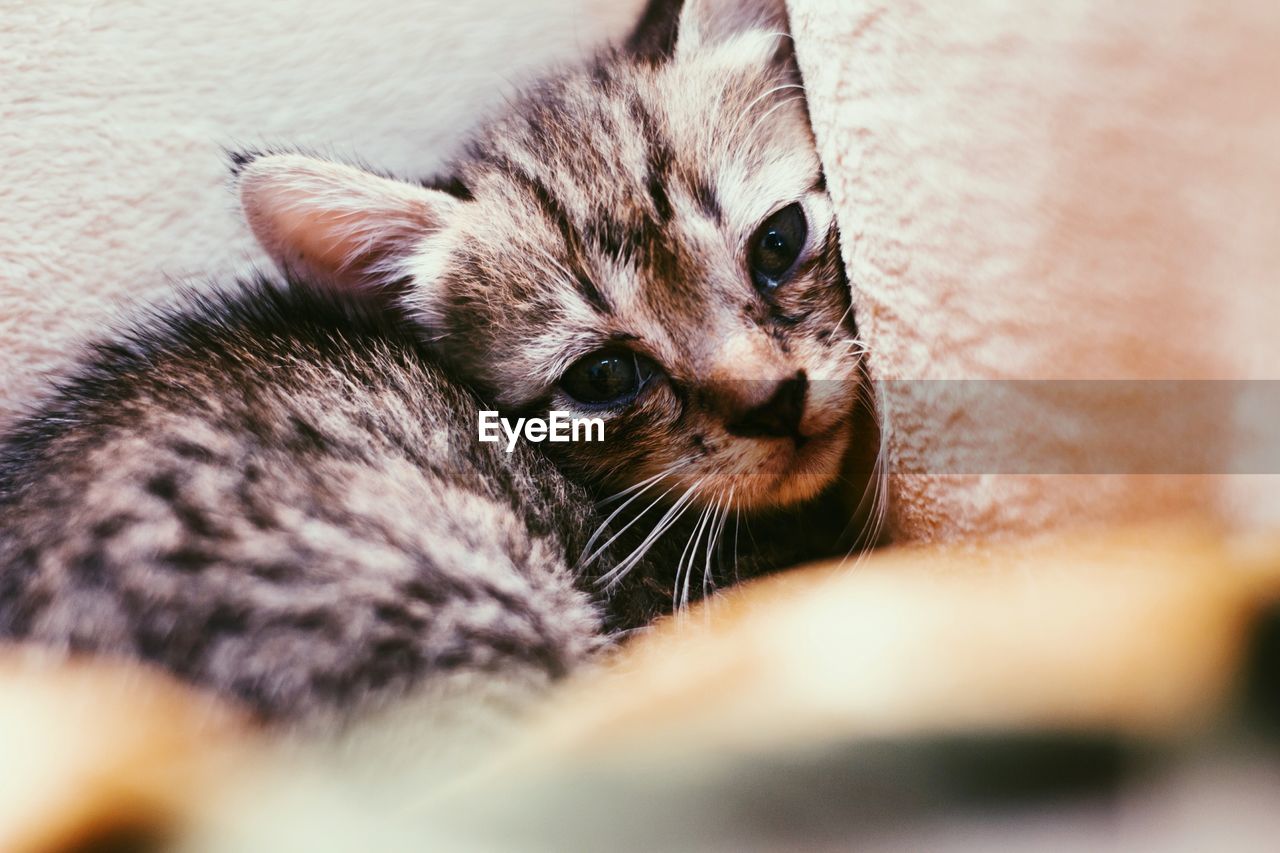 CLOSE-UP OF CAT WITH EYES