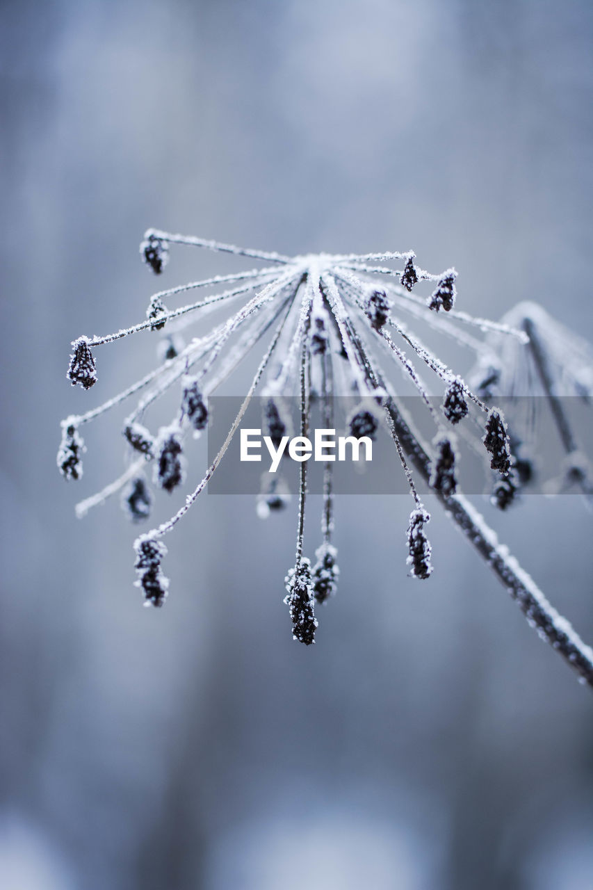 Close-up of frozen ice