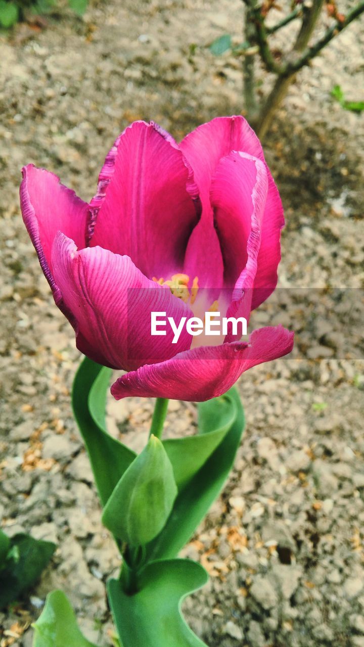 CLOSE-UP OF PINK FLOWERS BLOOMING