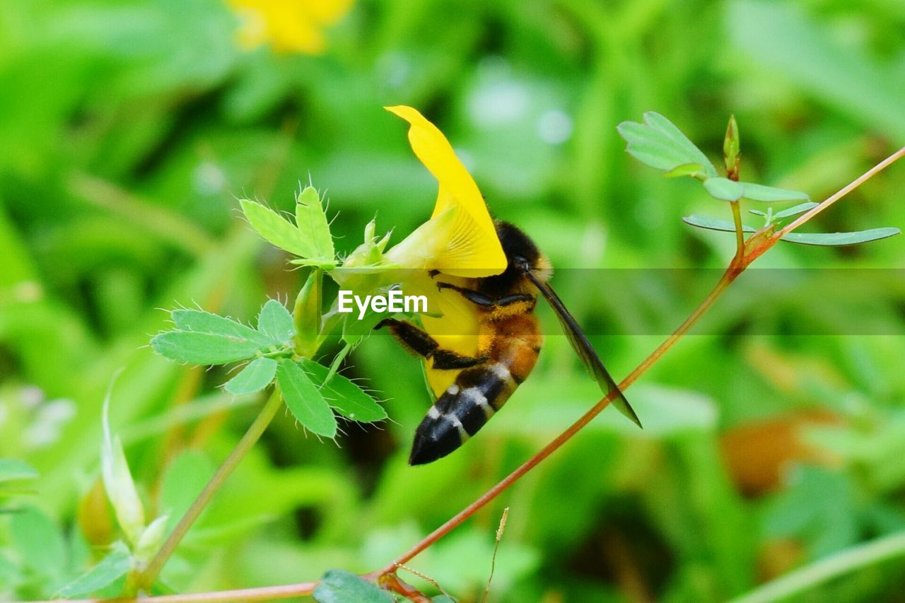 CLOSE-UP OF INSECT ON YELLOW FLOWER