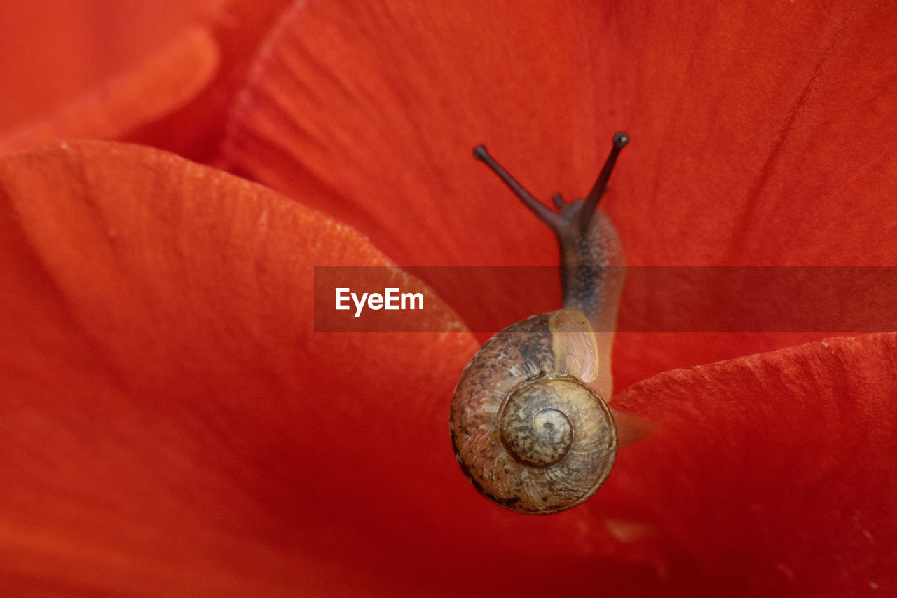 Snail on flower petals