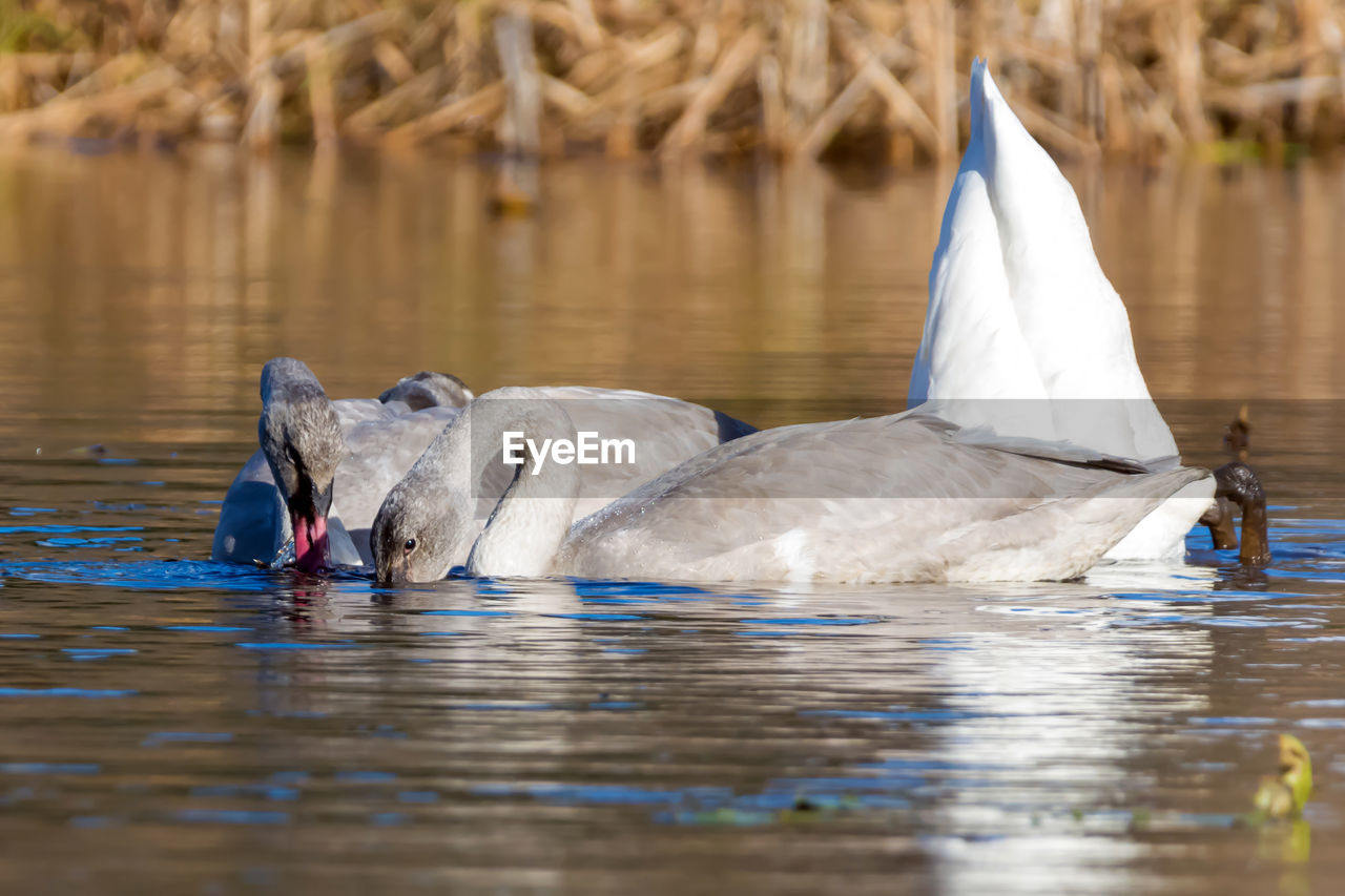 SWAN SWIMMING ON LAKE